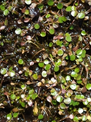 Liparophyllum exiguum