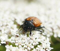 Phyllotocus rufipennis