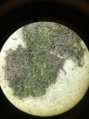 Jubula pennsylvanica