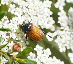 Phyllotocus rufipennis