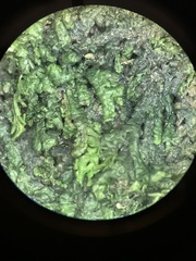 Jubula pennsylvanica