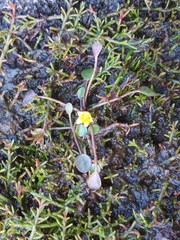 Liparophyllum exiguum