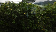 Allamanda cathartica