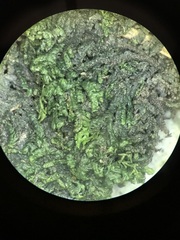 Jubula pennsylvanica