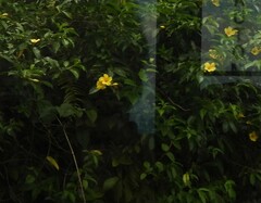 Allamanda cathartica