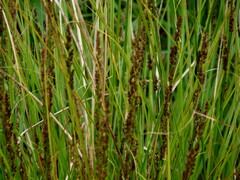 Carex virgata