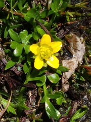 Ranunculus nanus