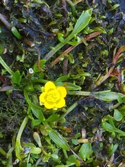 Ranunculus nanus
