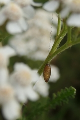 Meteorus pulchricornis