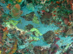 Halisarca caerulea