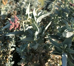 Atriplex cinerea