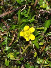 Ranunculus nanus