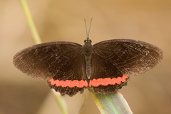 Biblis
