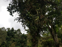 Epiphyllum phyllanthus