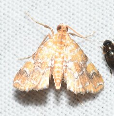 Elophila nebulosalis