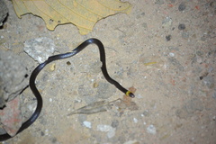 Enulius flavitorques