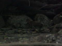 Rallina fasciata