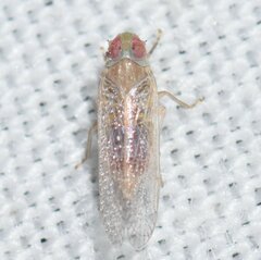 Haplaxius pusillus