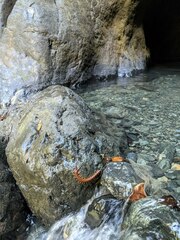 Scolopendra alternans