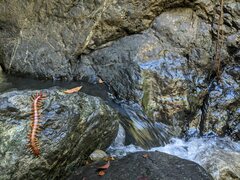 Scolopendra alternans