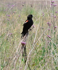 Euplectes progne