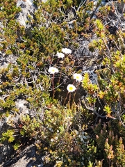 Brachyscome spathulata