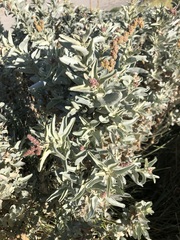 Atriplex cinerea