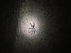Avicularia juruensis