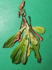 Brachyscome spathulata