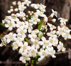 Viburnum obovatum