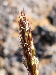 Trisetum spicatum