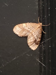 Operophtera occidentalis