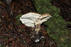 Jahnoporus hirtus