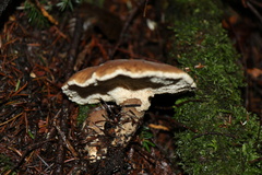 Jahnoporus hirtus