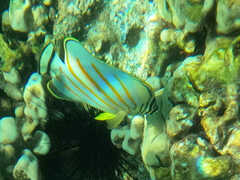 Chaetodon ornatissimus