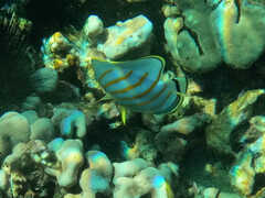 Chaetodon ornatissimus