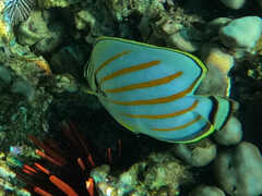 Chaetodon ornatissimus