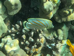 Chaetodon ornatissimus