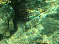 Chaetodon ornatissimus