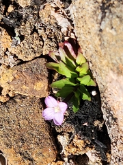 Epilobium willisii
