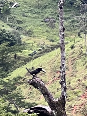 Pteroglossus aracari