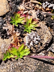 Epilobium willisii