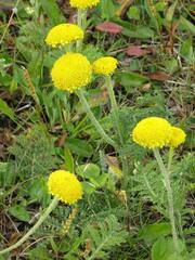Tanacetum bipinnatum