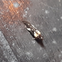 Gelechiini
