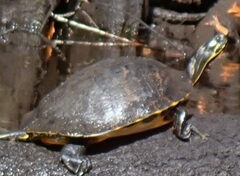 Pseudemys floridana