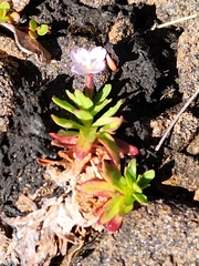 Epilobium willisii