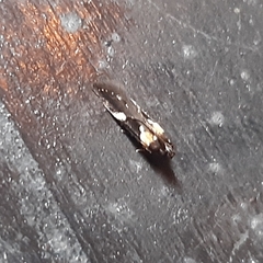 Gelechiini