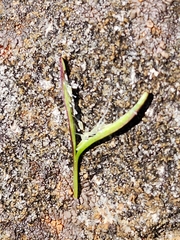 Epilobium willisii