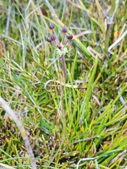 Chaerophyllum australianum