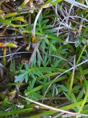 Chaerophyllum australianum